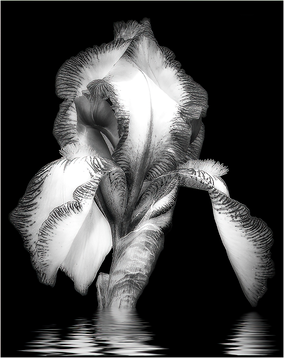 Forrest Marjorie Graceful Iris Print   Mono   Class A 20260211